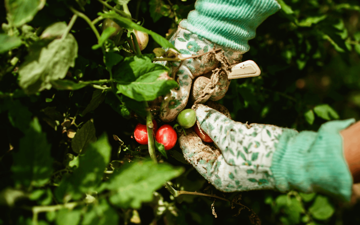 Growing Your Own Garden: A Simple Guide to Creating Beauty at Home